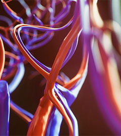 Vascular Health